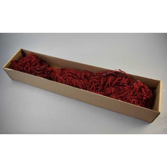 Amaranthus caudatus prep. rosu