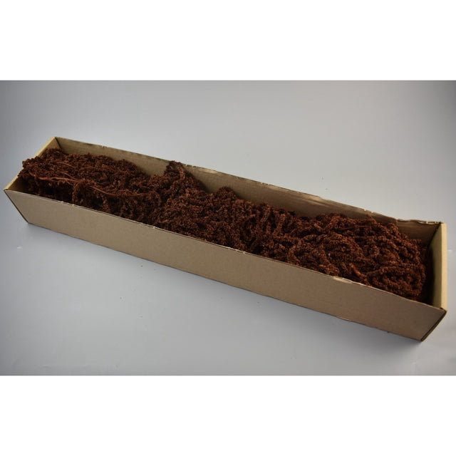 Amaranthus caudatus prep. Maro