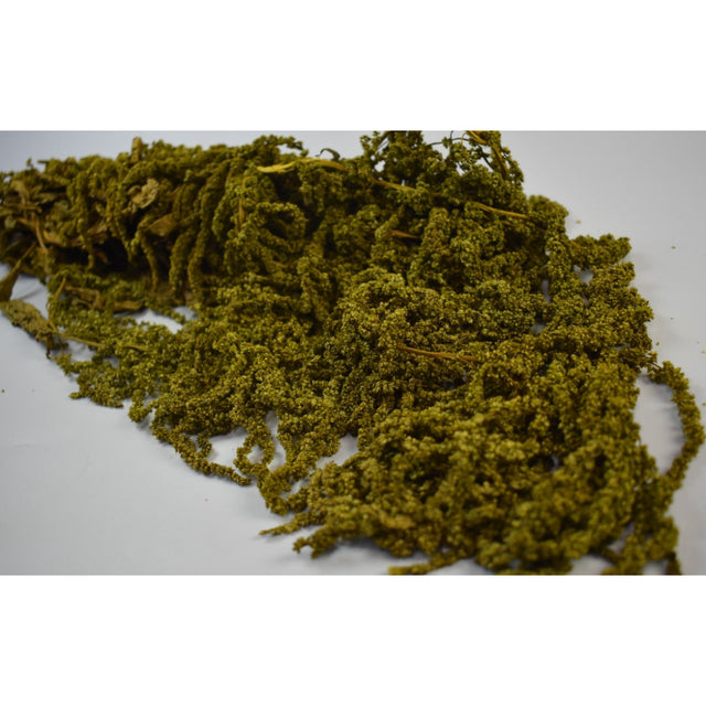 Amaranthus caudatus prep.verde muschi