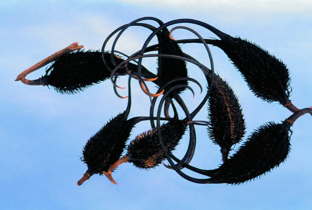 imagine produs Capra neagra natur