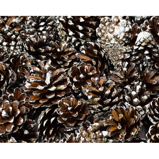 Conuri de pin 1kg inzapezite