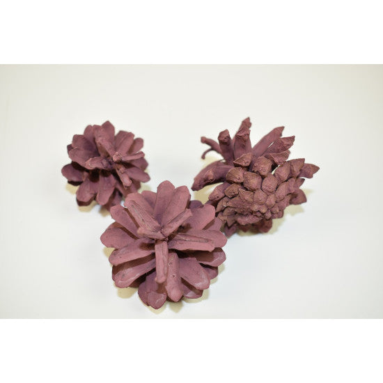 Conuri de pin vopsit mure