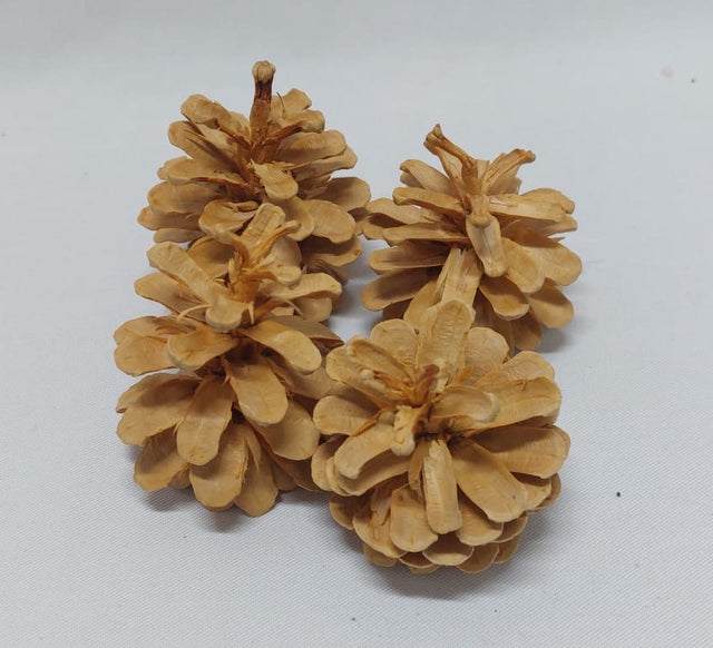 Conuri de brad molid crem 1kg