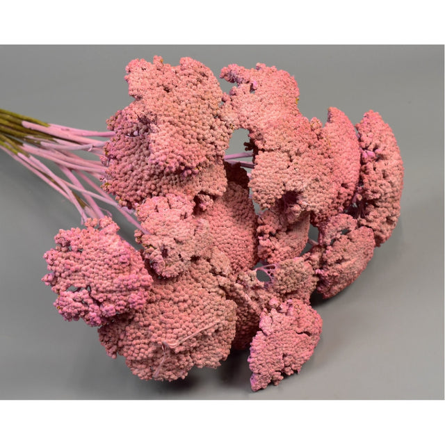 Achillea vopsit roz 0,2kg/pachet