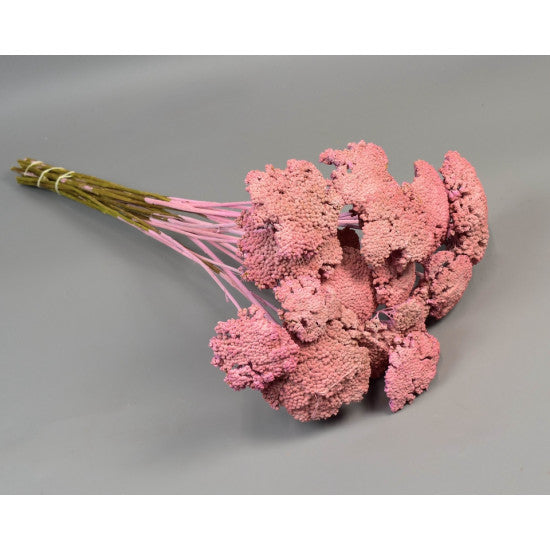 Achillea vopsit roz