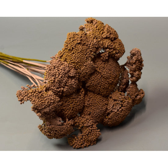 Achillea vopsit cappuccino