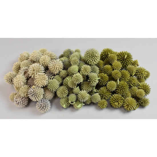 Cap Echynops vopsit verde deschis