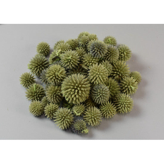 Cap Echynops vopsit verde deschis