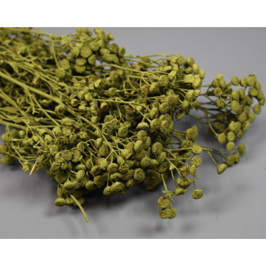 Vetrice vopsit verde oliv