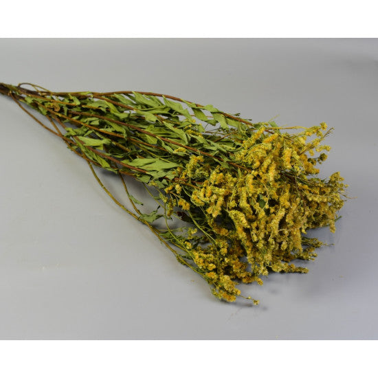 Solidago natur
