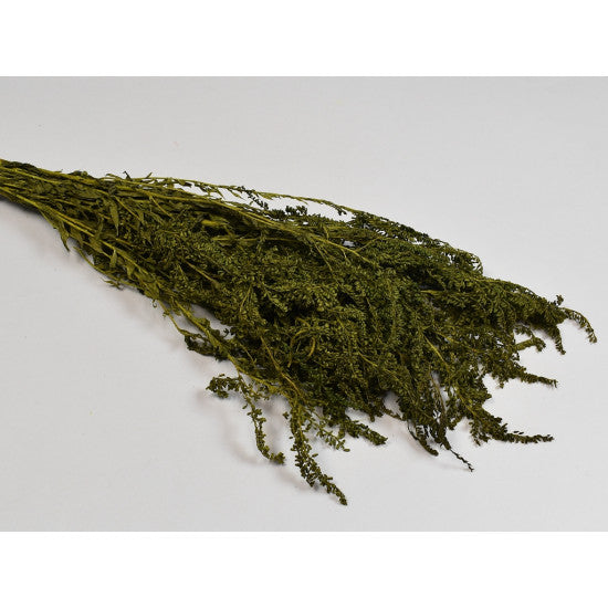 Solidago prep. verde deschis