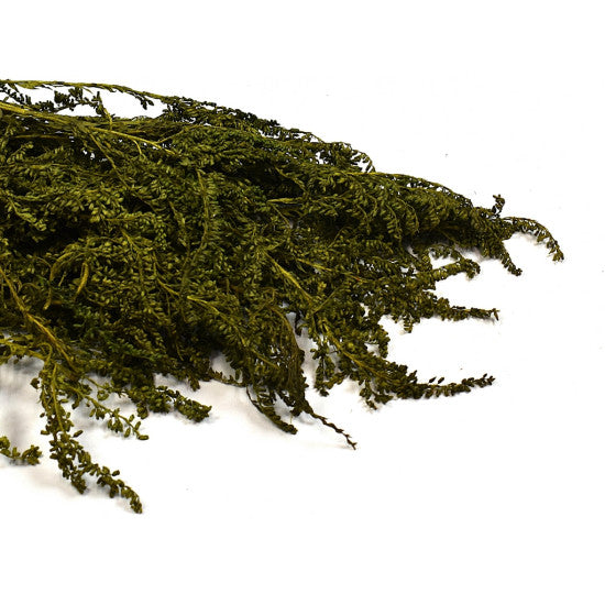 Solidago prep. verde deschis
