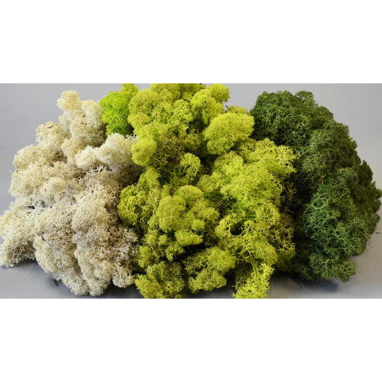 Muschi islanda 5kg verde deschis