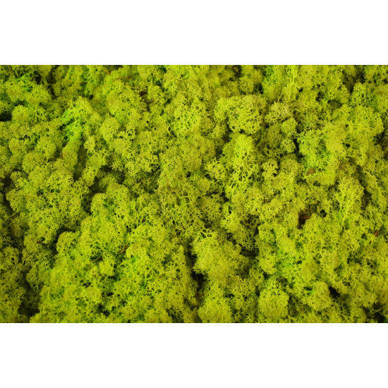 Muschi islanda 5kg verde deschis