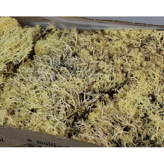 Muschi islanda mix natur