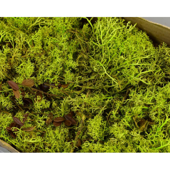 Muschi islanda mix verde deschis