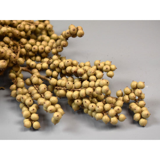 Canella extra natur