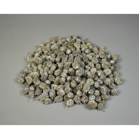 Casuarina cu chiciura