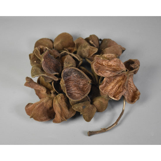 Landlotus natur