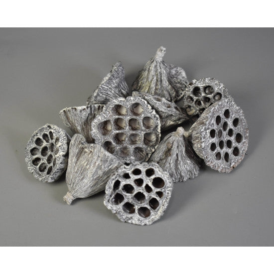 Lotus mediu 6-8 cm cu chiciura