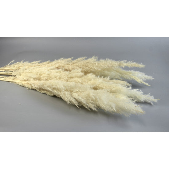Iarba pampas india inalbit