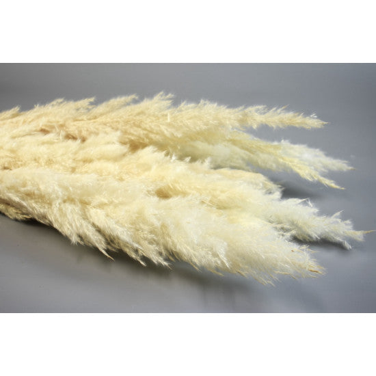 Iarba pampas india inalbit