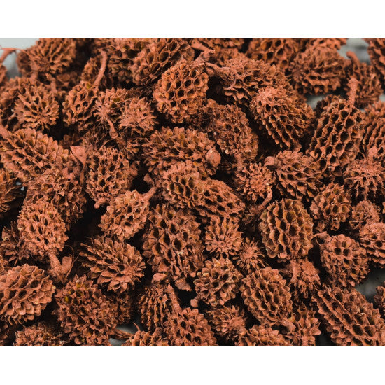 Casuarina vopsit maro deschis