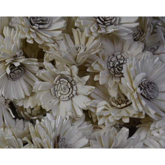 Capete floarea soarelui ming 4cm natur