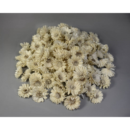 Capete floarea soarelui ming 4cm natur