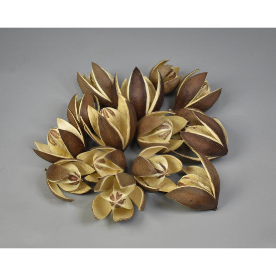 Wild lily natur