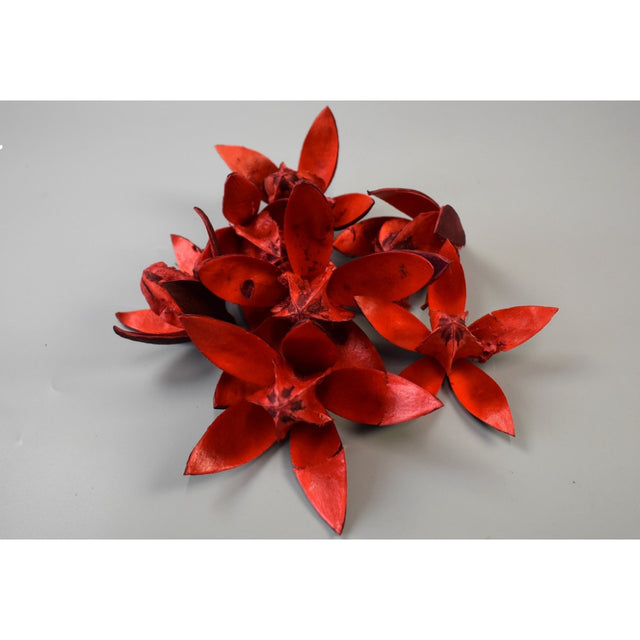 Wild lily rosu