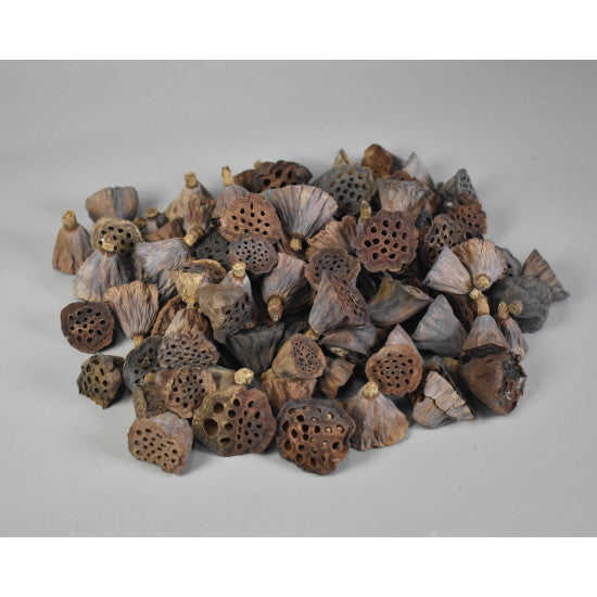 Lotus mini natur