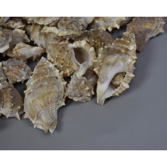 Scoici Penchiman-Tuskes sisakcsiga 1kg natur
