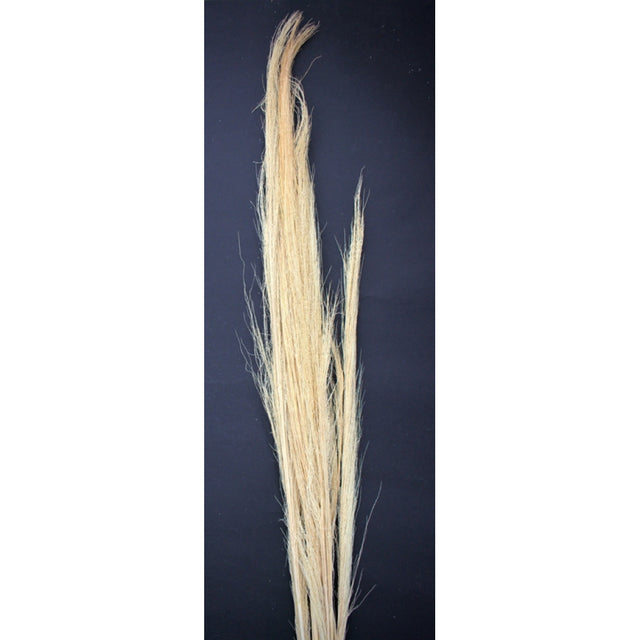 Matura din pana de stuf 100gr H:90-100cm inalbit