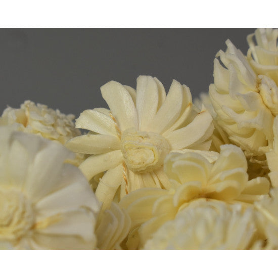 Cap anemone ming 4cm preparat inalbit S/150
