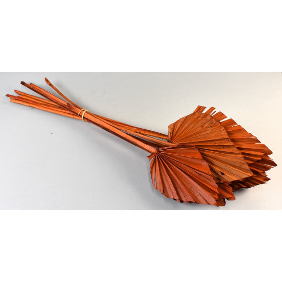 Frunza palmier mediu portocaliu