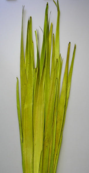 imagine produs Frunza palmier lung verde deschis