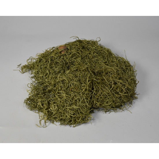 Tillandsia verde muschi