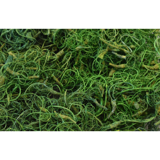 Curly moos inalbit verde deschis