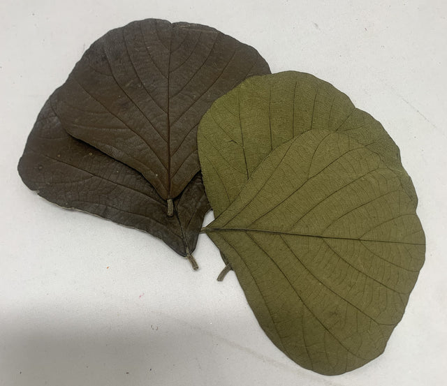 Frunze cobra verde deschis