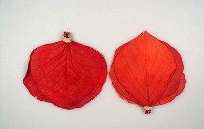 imagine produs Frunze cobra inalbit