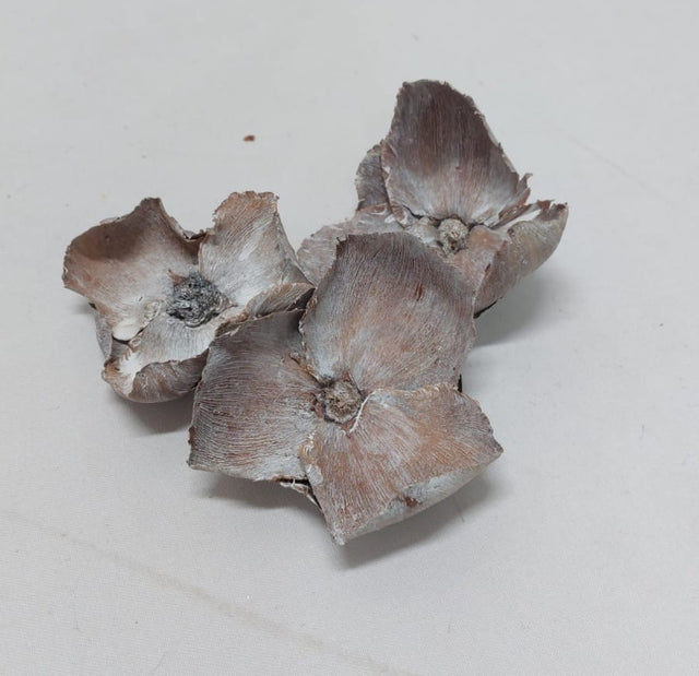 Flori de palmier mic 7-9cm cu chiciura