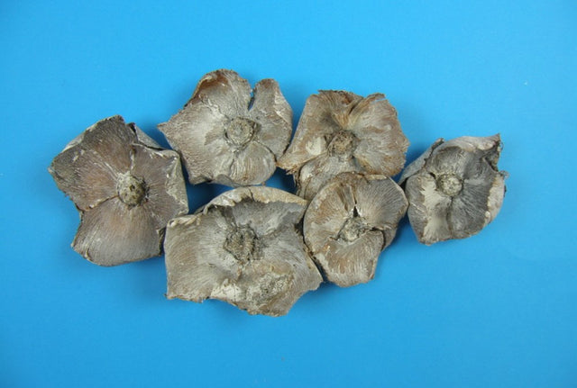 Flori de palmier mic 7-9cm cu chiciura