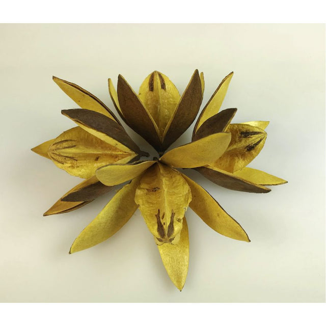 Wild lily galben promo