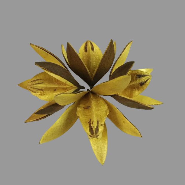 Wild lily galben promo