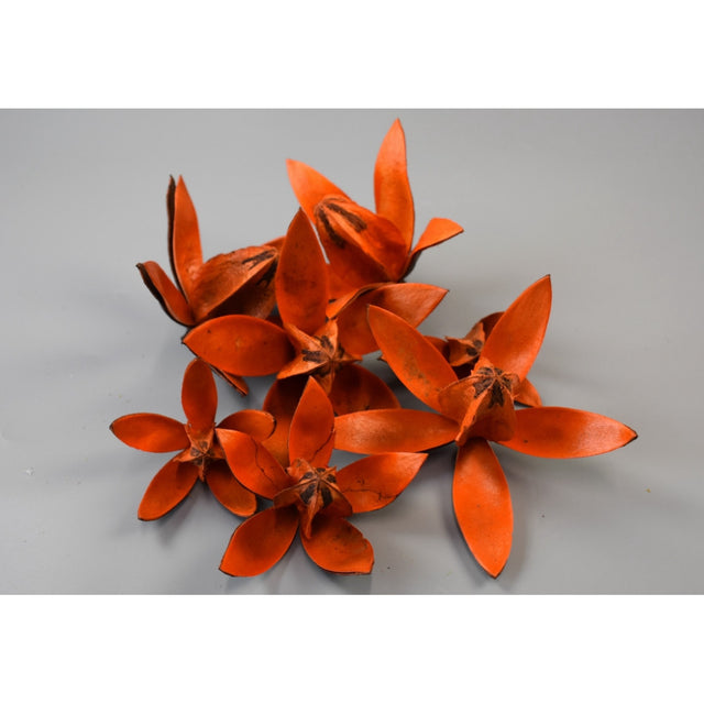 Wild lily portocaliu