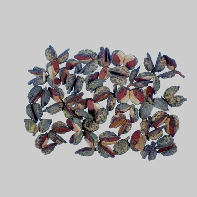 Hakea indiane natur