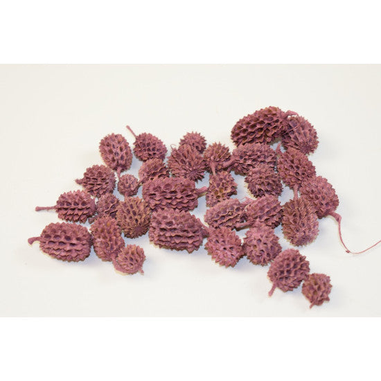 Casuarina vopsit mure