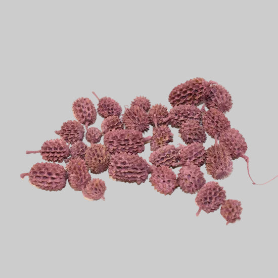 Casuarina vopsit mure
