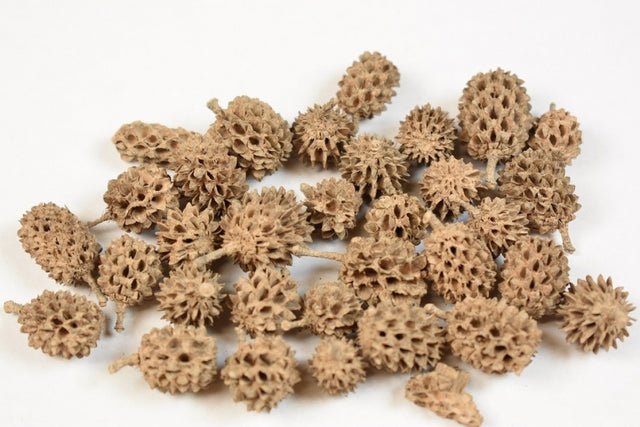 imagine produs Casuarina vopsit cappuccino